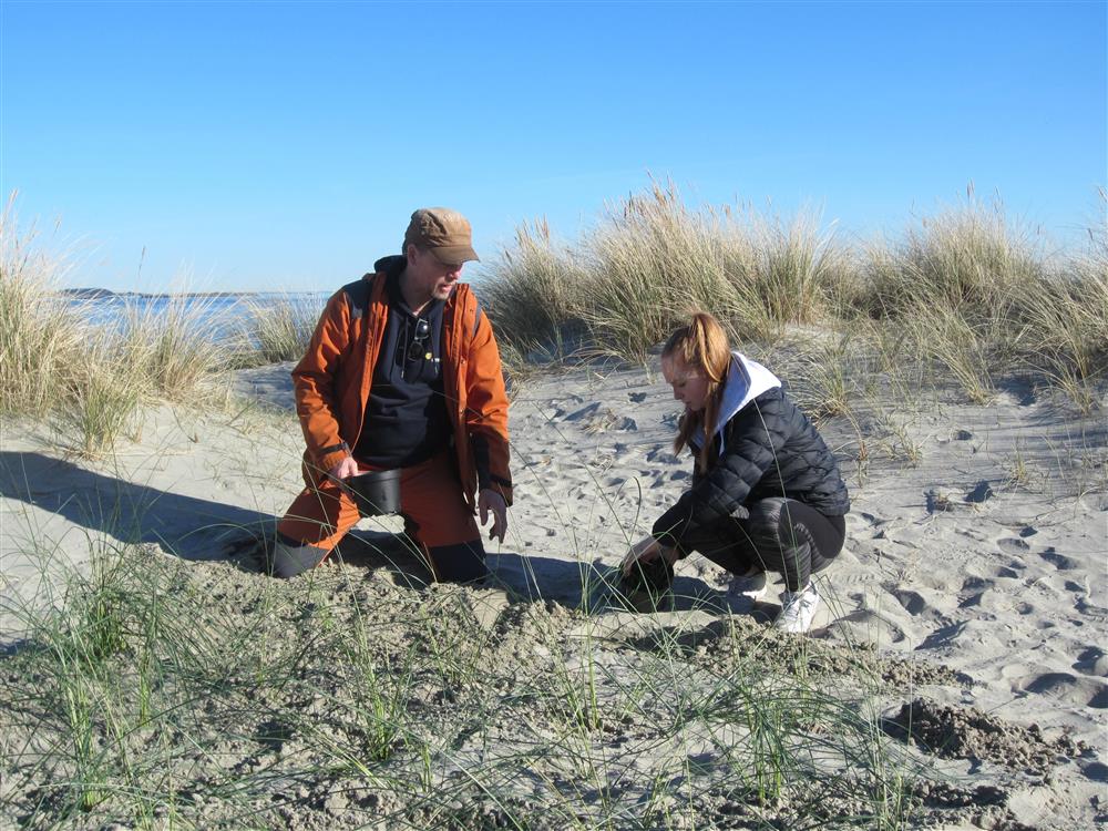 Planting av marehalm.  - Klikk for stort bilde