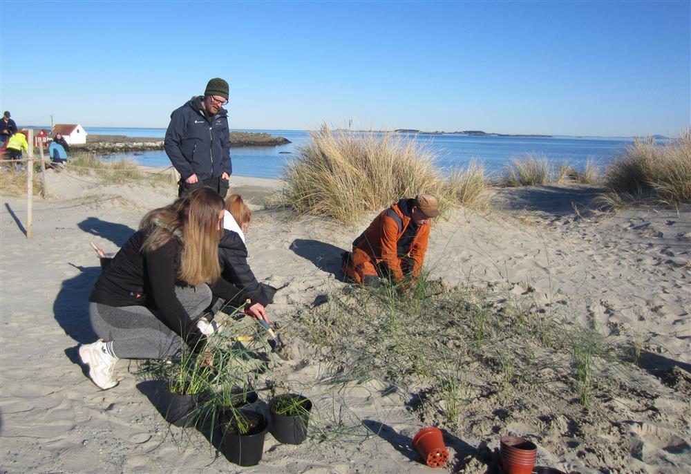Planting av marehalm.  - Klikk for stort bilde