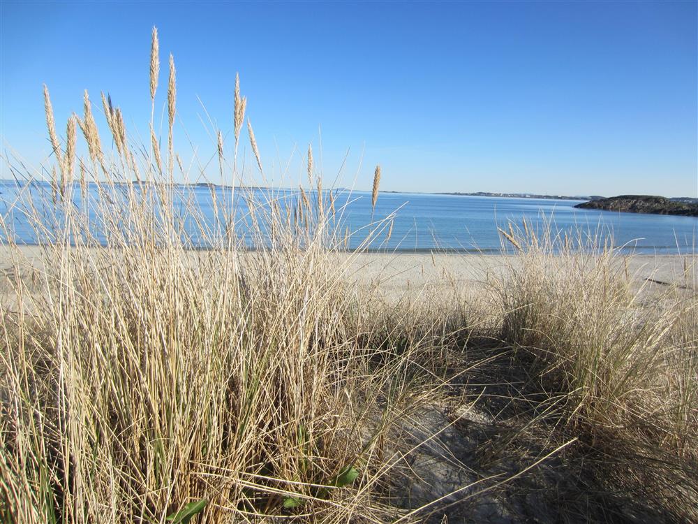 Ølbergstranden - Klikk for stort bilde