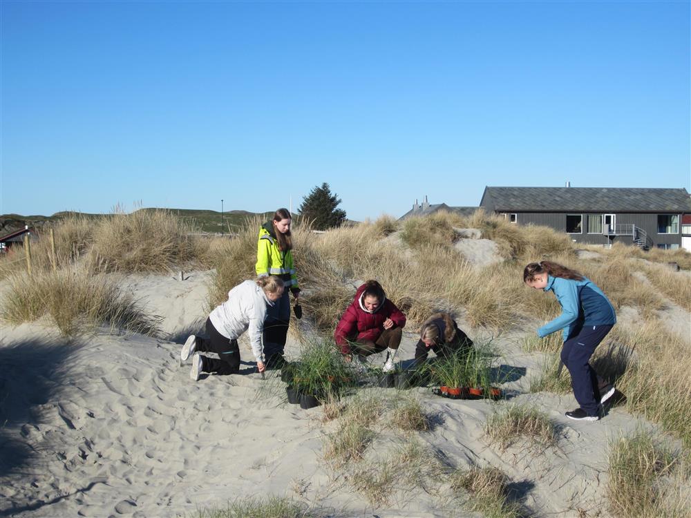Planting av marehalm - Klikk for stort bilde